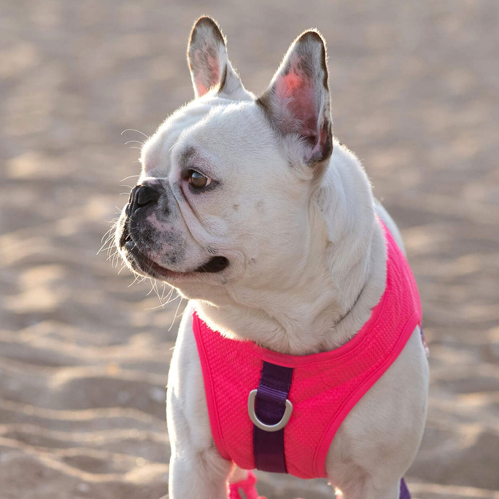 Chill Seeker Cooling Harness