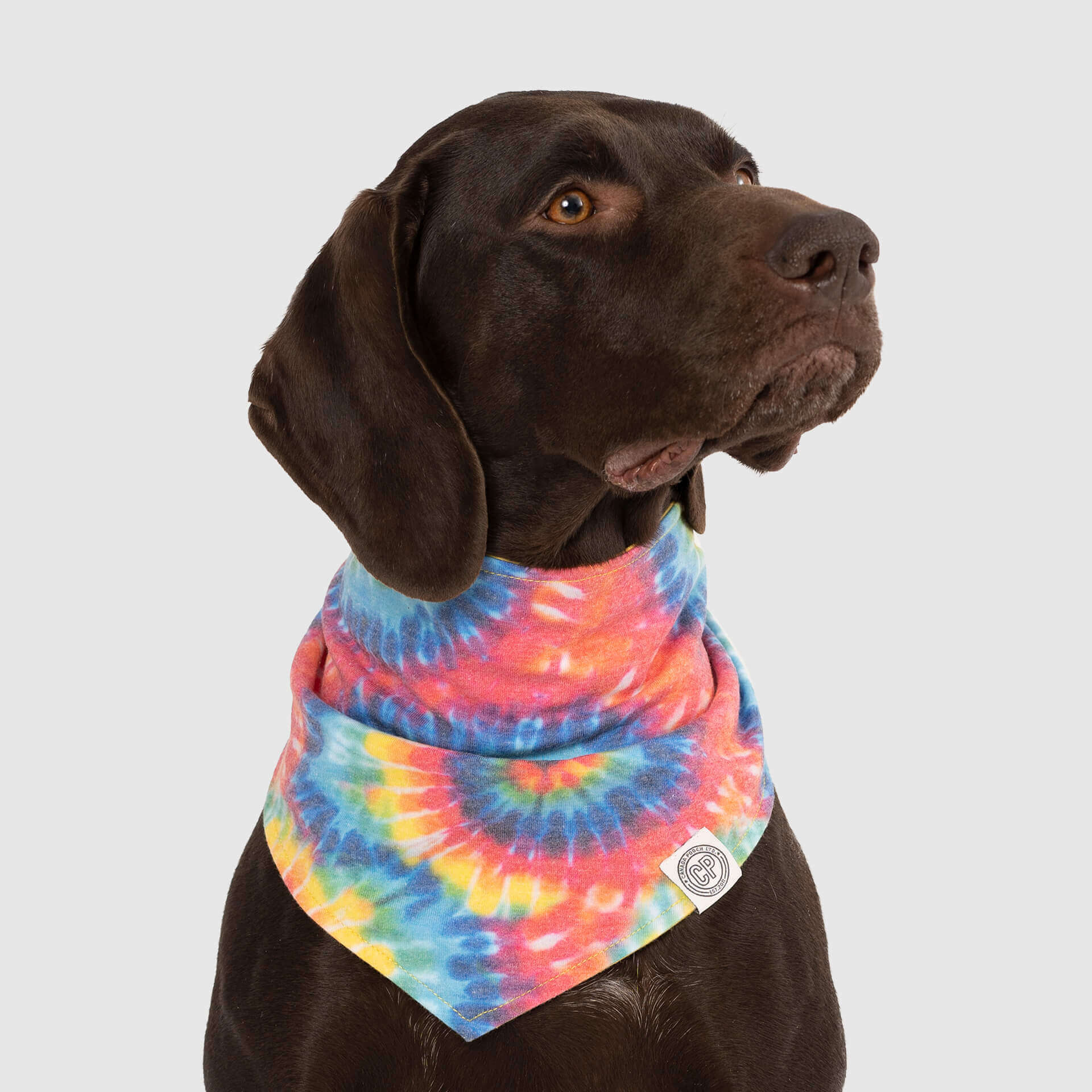 Follow Me Bandana